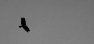 IMG_6125PS.jpg